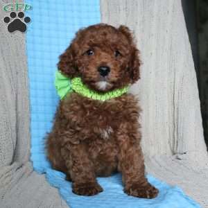 Buddy, Mini Goldendoodle Puppy