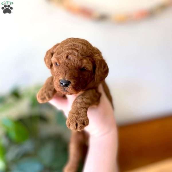 Red, Mini Labradoodle Puppy