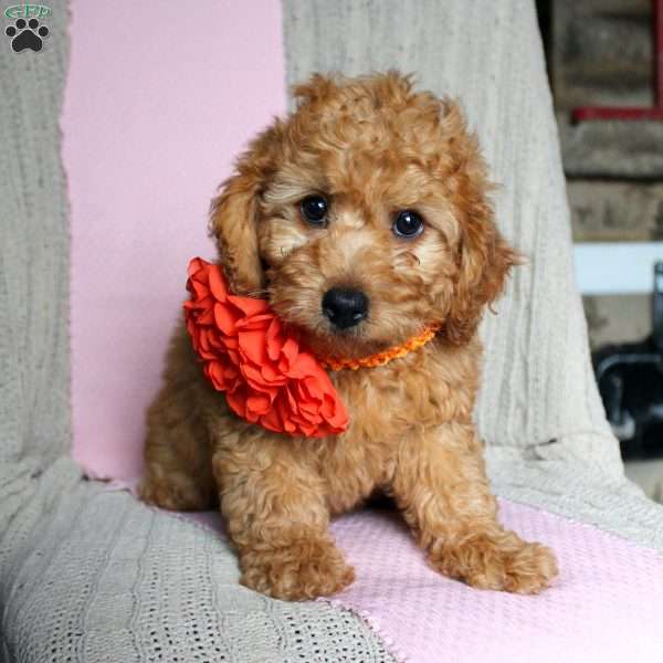 Beverly, Mini Goldendoodle Puppy