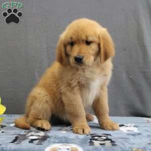 Elias, Miniature Golden Retriever Puppy