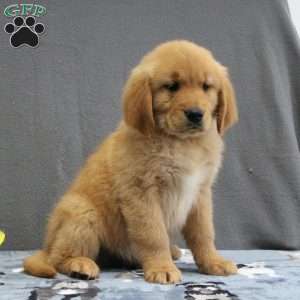 Elias, Miniature Golden Retriever Puppy