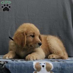 Ernest, Miniature Golden Retriever Puppy