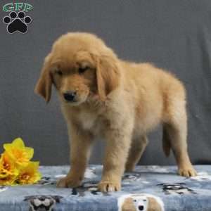 Ernest, Miniature Golden Retriever Puppy
