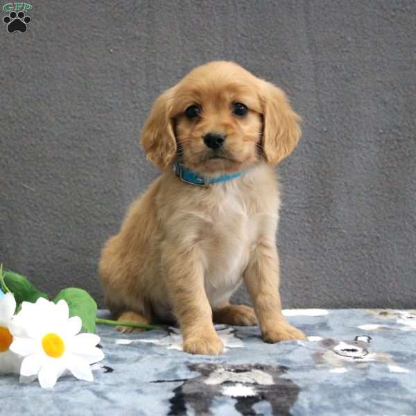 Lane, Miniature Golden Retriever Puppy