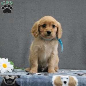 Lane, Miniature Golden Retriever Puppy