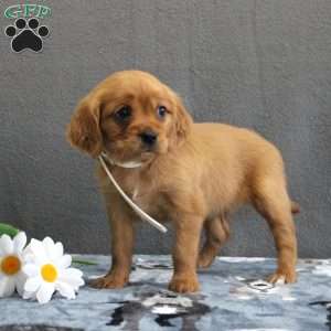 Lacy, Miniature Golden Retriever Puppy