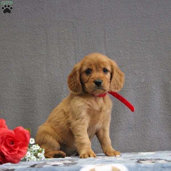 Ranelle, Miniature Golden Retriever Puppy