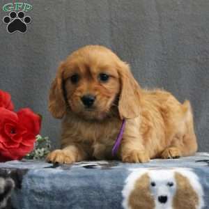 Rhonda, Miniature Golden Retriever Puppy