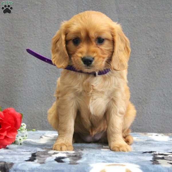 Rhonda, Miniature Golden Retriever Puppy