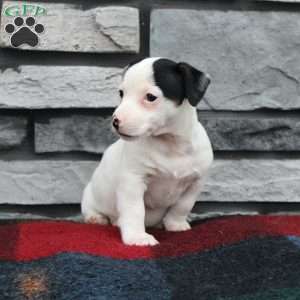 Moses, Jack Russell Terrier Puppy