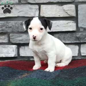 Moses, Jack Russell Terrier Puppy
