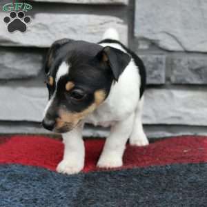 Faith, Jack Russell Terrier Puppy