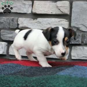 Hope, Jack Russell Terrier Puppy