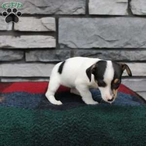 Hope, Jack Russell Terrier Puppy
