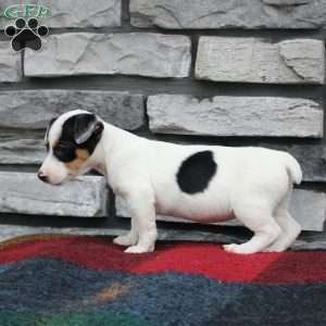 Joy, Jack Russell Terrier Puppy