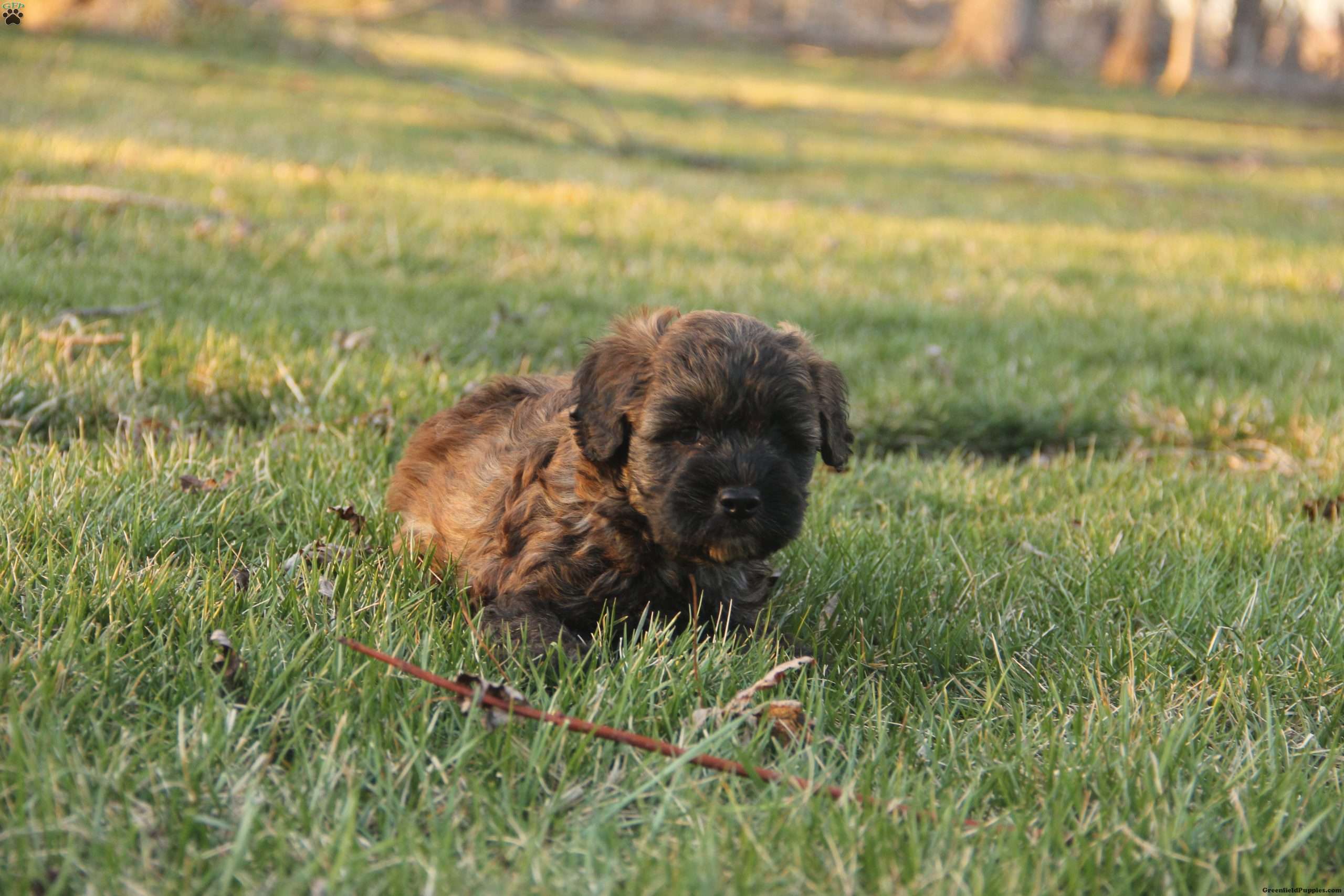 Earl - Mini Whoodle Puppy For Sale in Iowa