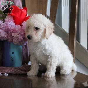 Cameron, Miniature Poodle Puppy