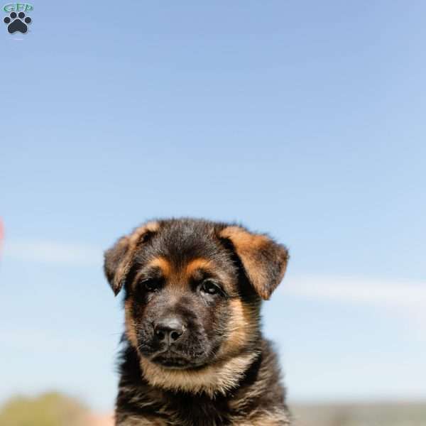 Kansas, German Shepherd Puppy