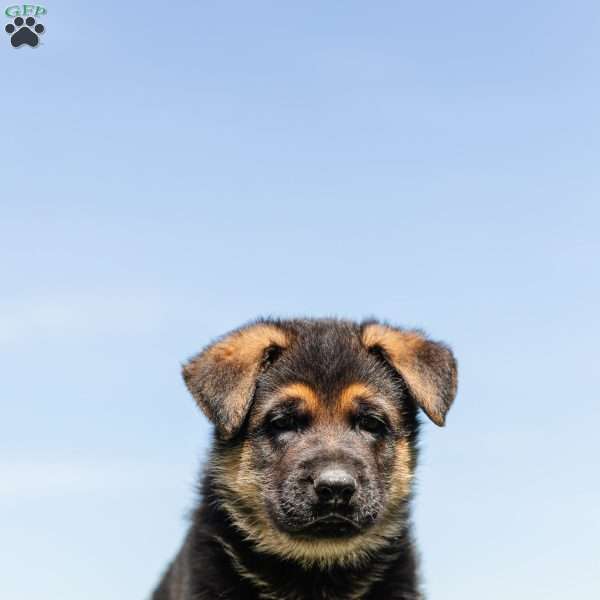 Alaska, German Shepherd Puppy