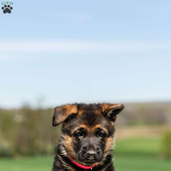 Savanna, German Shepherd Puppy