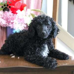 Beula, Miniature Poodle Puppy
