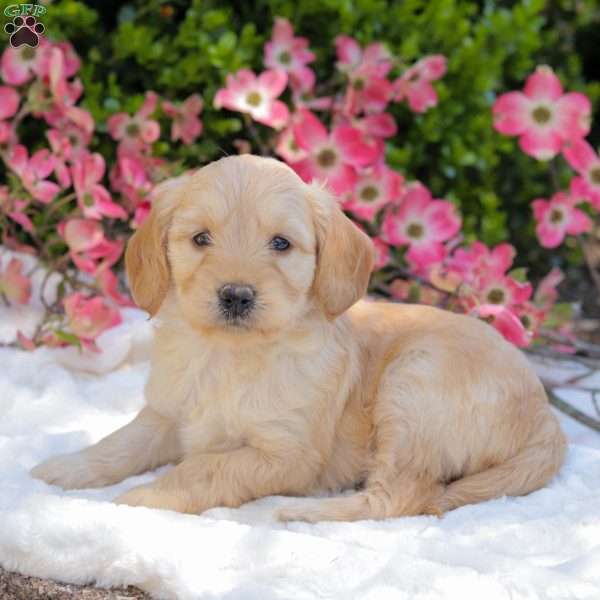 Kallie, Mini Goldendoodle Puppy