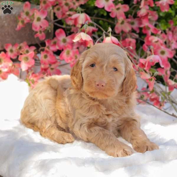 Kira, Mini Goldendoodle Puppy