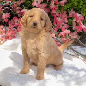 Kenna, Mini Goldendoodle Puppy