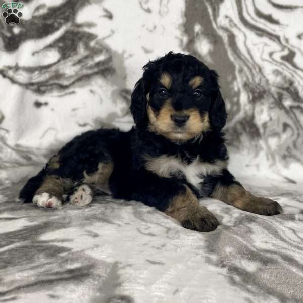 Taylor, Bernedoodle Puppy