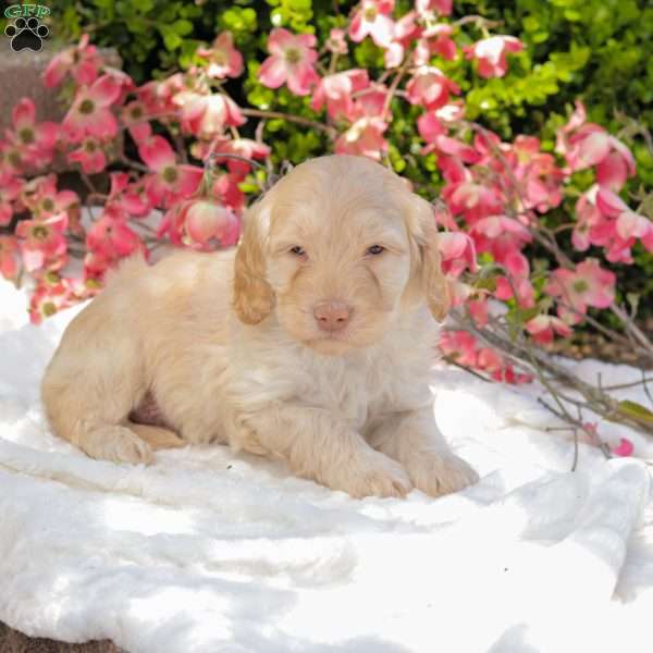 Keegan, Mini Goldendoodle Puppy