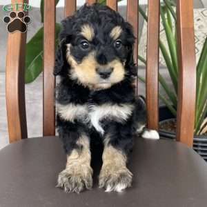 Taylor, Bernedoodle Puppy