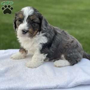 Winston F1b, Mini Bernedoodle Puppy