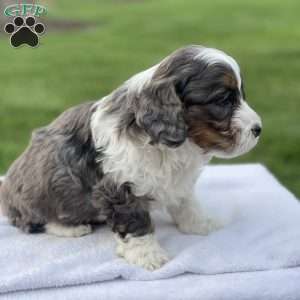 Winston F1b, Mini Bernedoodle Puppy