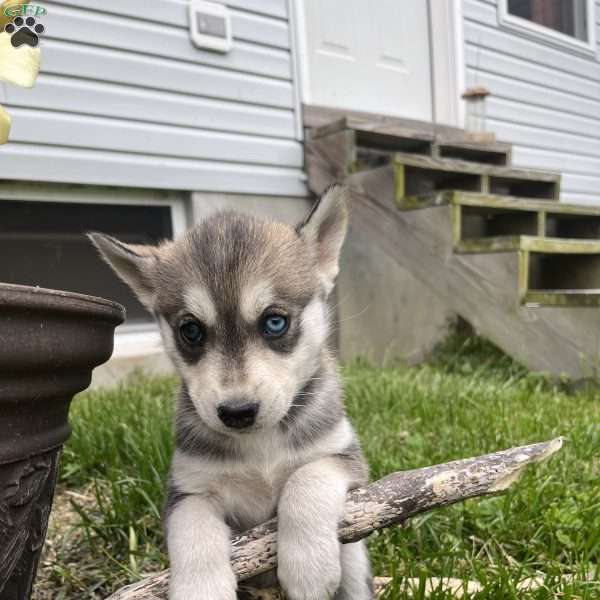 Debbie Mae, Pomsky Puppy