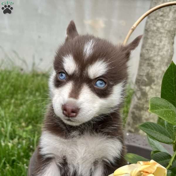 Darcy Mae, Pomsky Puppy