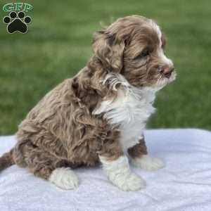 Sophie F1b, Mini Bernedoodle Puppy