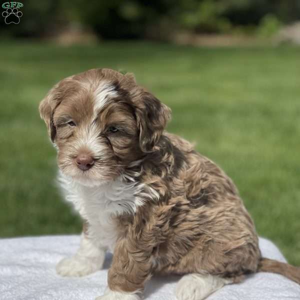 Sophie F1b, Mini Bernedoodle Puppy
