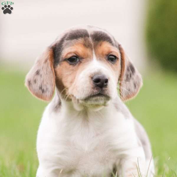 Cooper, Beagle Puppy