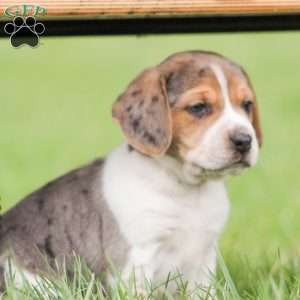 Max, Beagle Puppy