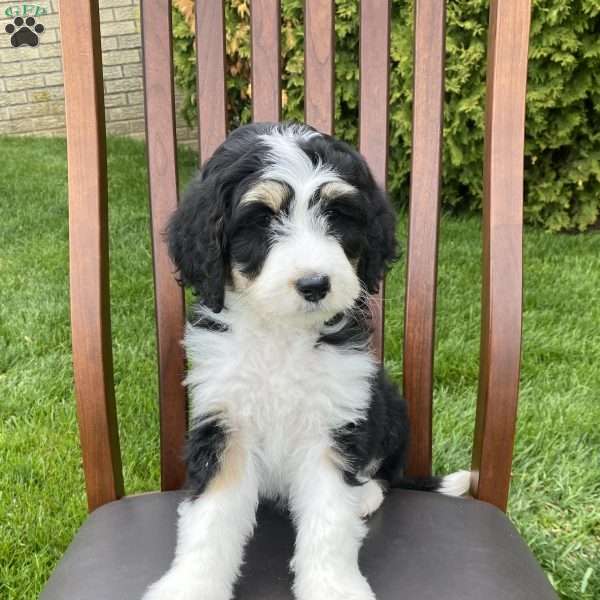 Ty, Bernedoodle Puppy