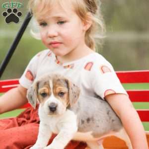Max, Beagle Puppy