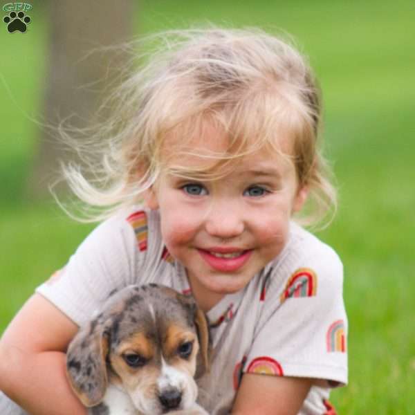 Maverick, Beagle Puppy