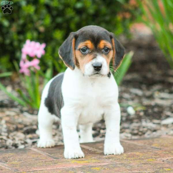 Bella, Beagle Puppy
