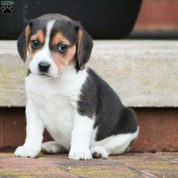 Mia, Beagle Puppy