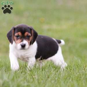 Bella, Beagle Puppy