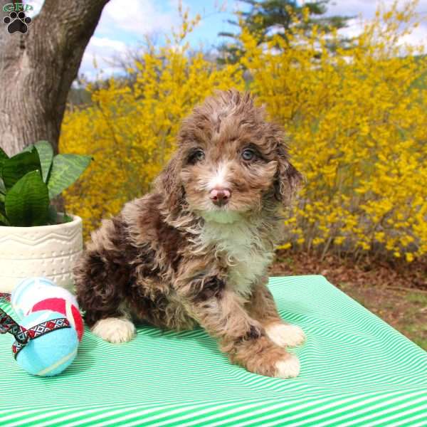 Andy, Mini Labradoodle Puppy