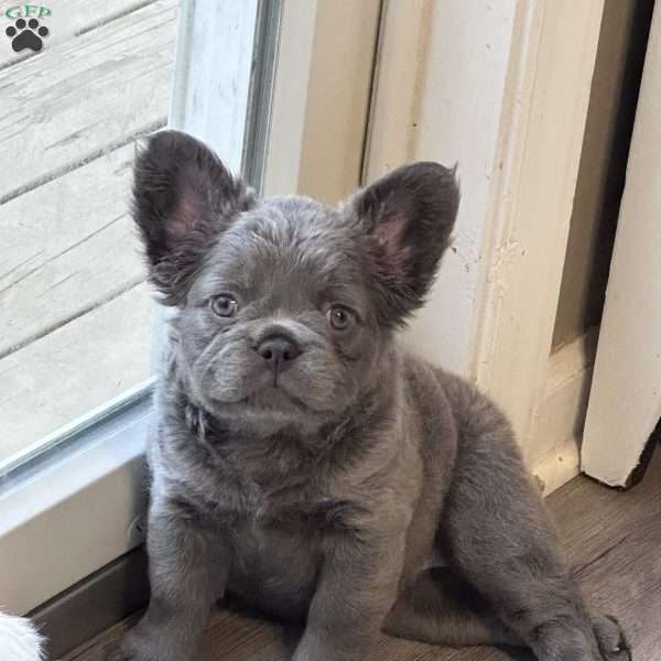 Lola, French Bulldog Puppy
