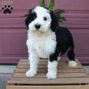 Jed, Sheepadoodle Puppy
