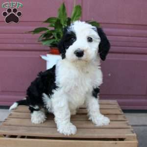 Jed, Sheepadoodle Puppy