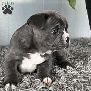 Ember, French Bulldog Puppy